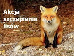 Zdjęcie do Informacja dla Mieszkańc&oacute;w teren&oacute;w, na kt&oacute;rych zostaną wyłożone przynęty ze szczepionką do zwalczania wścieklizny u lis&oacute;w wolno żyjących w akcji jesień 2021 r.